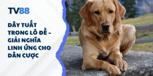 Dây Tuất Trong Lô Đề – Giải Nghĩa Linh Ứng Cho Dân Cược