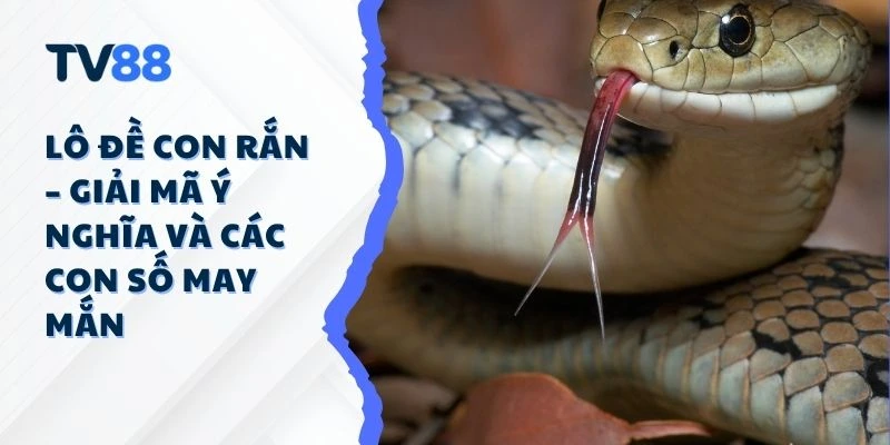 Lô Đề Con Rắn – Giải Mã Ý Nghĩa Và Các Con Số May Mắn Lô Đề Con Rắn – Giải Mã Ý Nghĩa Và Các Con Số May Mắn